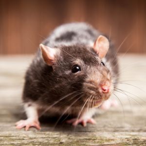 Rats-Landing-page-Animals-Treated