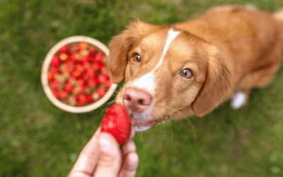 The top 10 fruit and veggie treats for dogs – and some to avoid