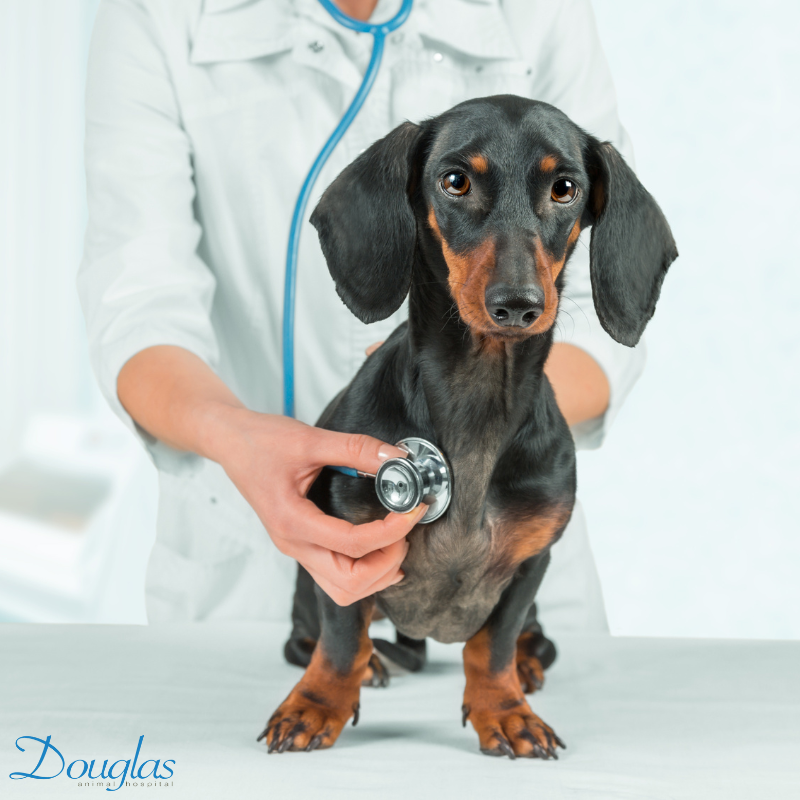 a dog with a stethoscope