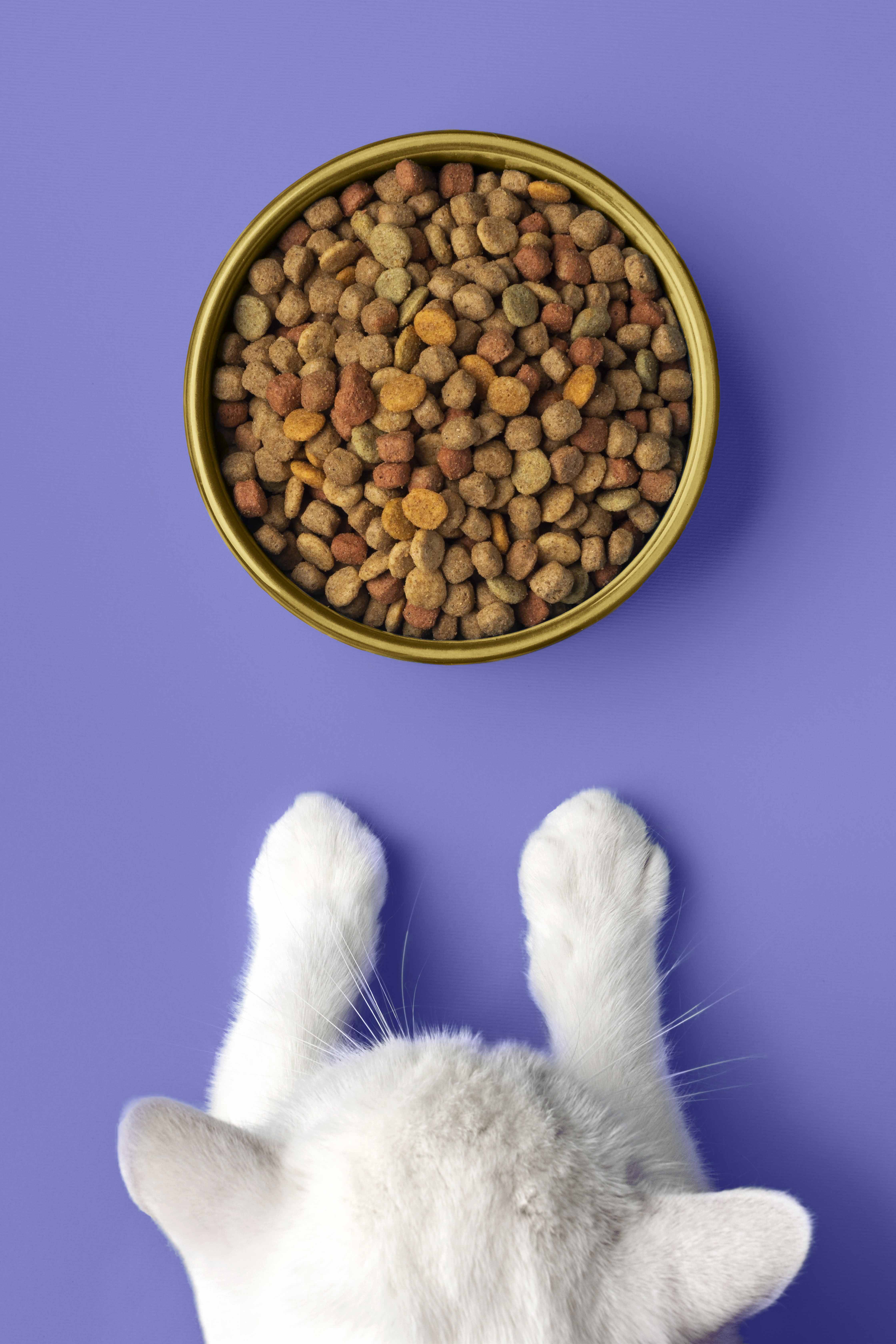 a cat looking at a bowl of cat food