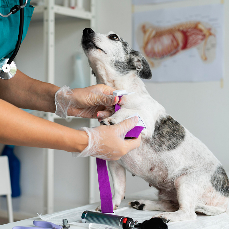 Osseo, MN 55369 Veterinary Services | Douglas Animal Hospital