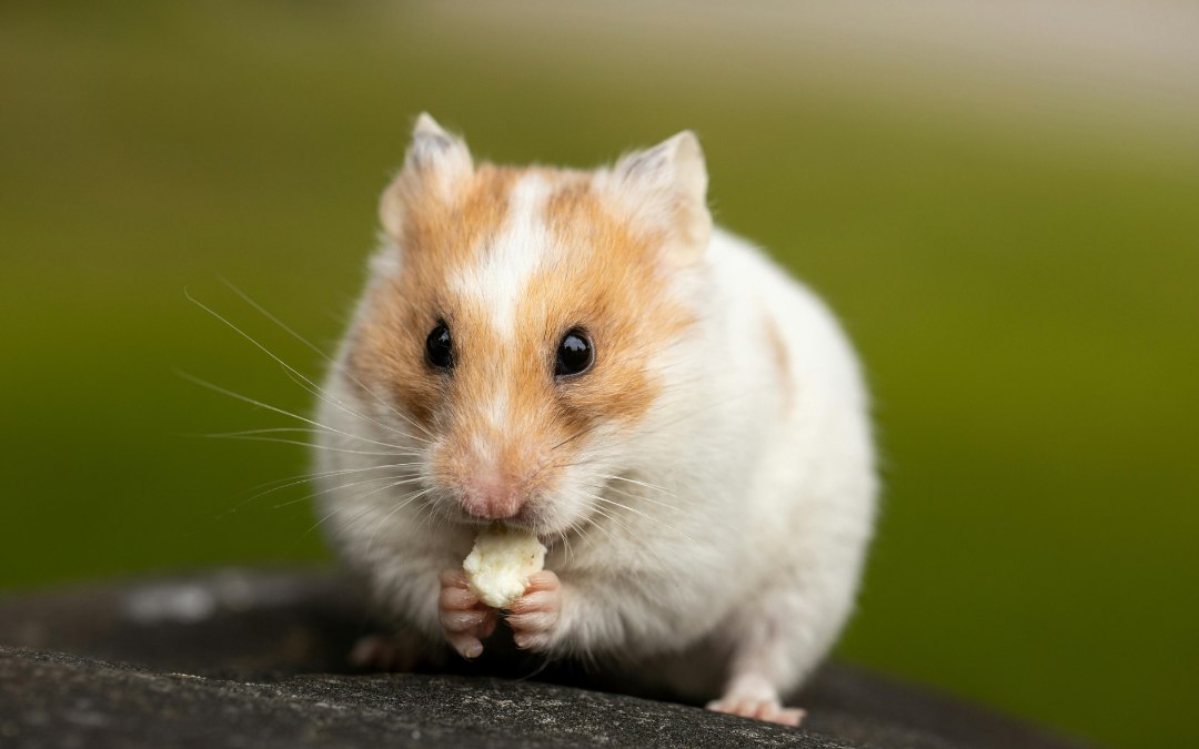 Close Up Photo of Cute Hamster