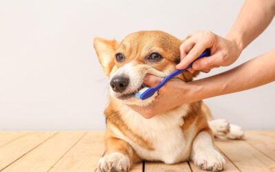 Why Your Pet’s Dental Health Matters More Than You Think