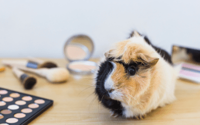 When Exotic Pets Need the Vet: Warning Signs You Shouldn’t Ignore