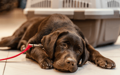 Why Your Pet’s Dental Health Matters More Than You Think