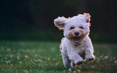 How Regular Bloodwork at Douglas Animal Hospital Can Catch Health Problems Before They Start