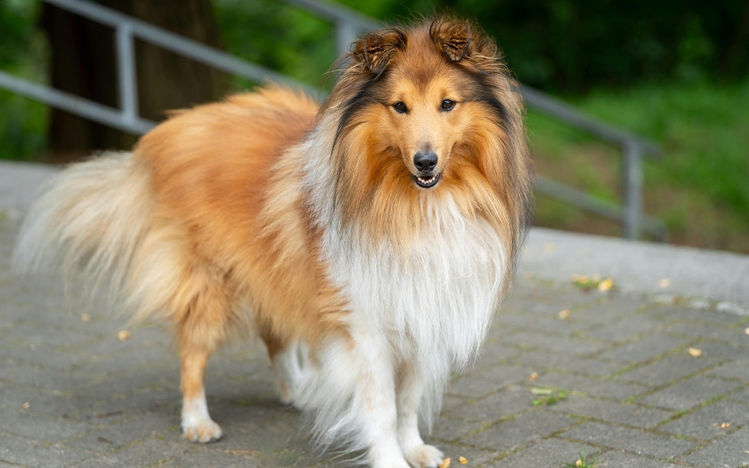 a Shetland sheepdog stands on a brick path