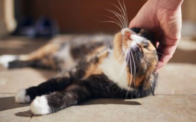 Why Vaccination Is Key to Your Pet’s Long-Term Health and Wellness