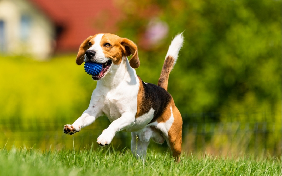 a beagle dog joyfully runs through green grass
