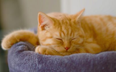 Recognizing a Pet Emergency: When  to Call the Vet Immediately