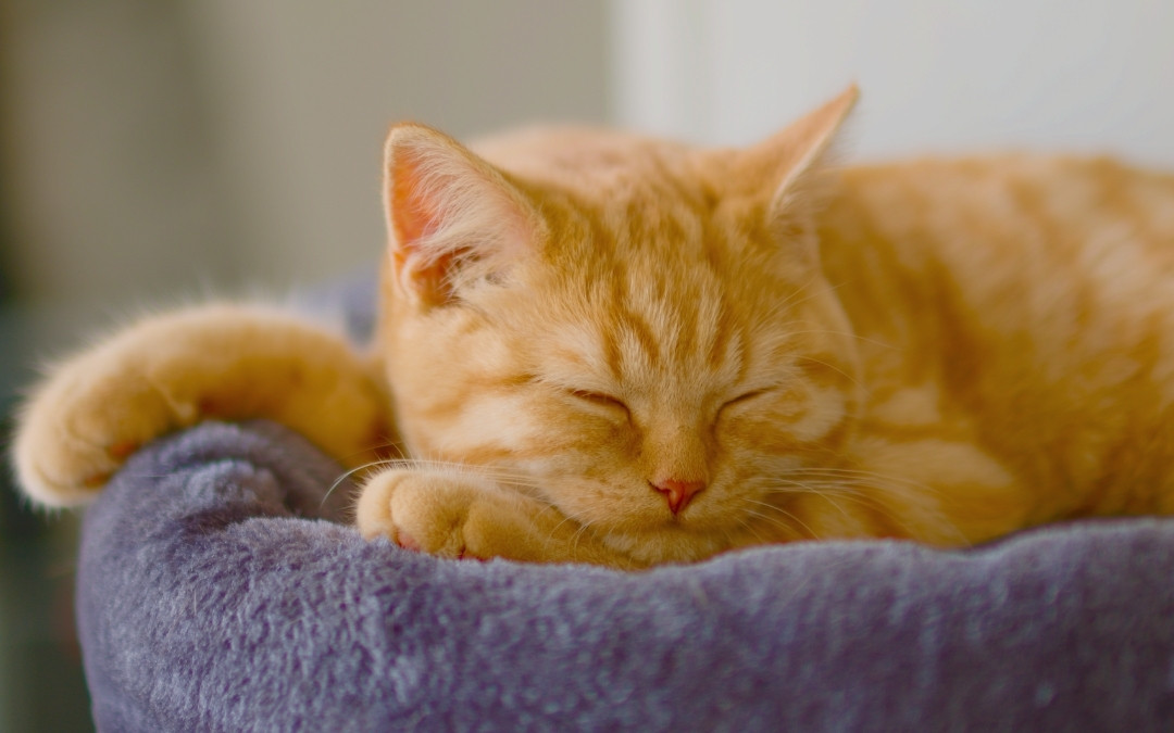An orange cat peacefully sleeping on a soft purple bed