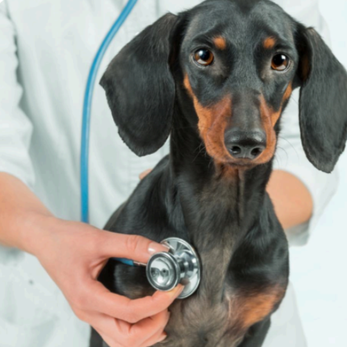 dog - 2026-08-06T111323.629 a dog being examined by a vet